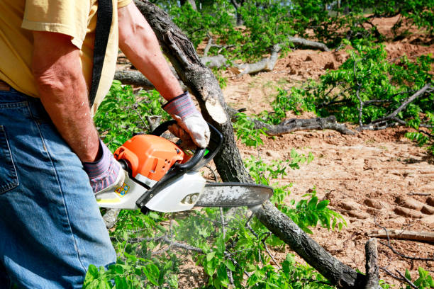 Boyes Hot Springs, CA Tree Service Company